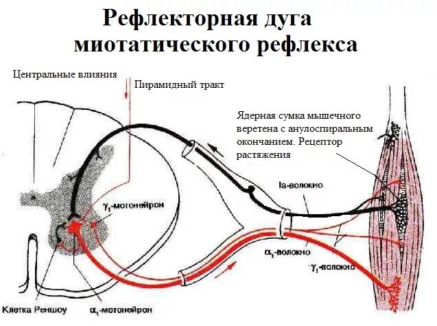 Рефлекс клетки. Элементы рефлекторной дуги спинного мозга. Рефлекс кашля рефлекторная дуга. Схема рефлекторной дуги головного мозга. Схема рефлекторных дуг спинного мозга.