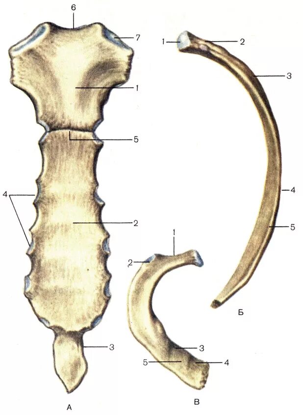 Трубчатая грудная кость. Кости анатомия Грудина строение. Грудина и ребра кости строение. Строение грудины и ребер человека анатомия. Грудина Остеология.