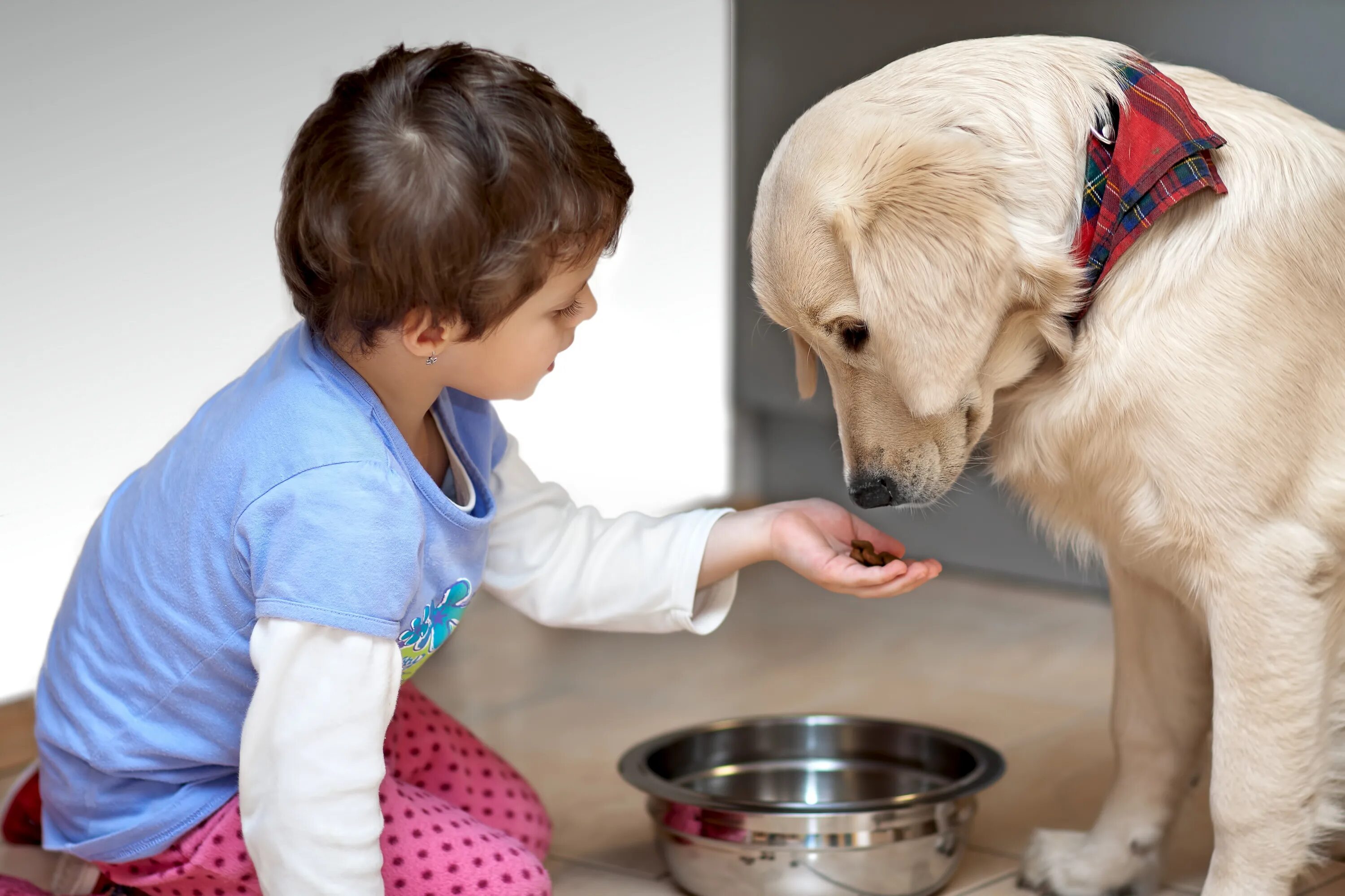 Feed. Забота о домашних животных. Собака для детей. Домашние животные для детей. Домашние животные и человек.
