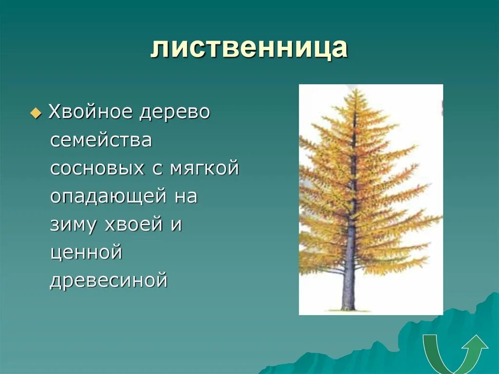 Предложения с словом хвойный. Систематика лиственницы обыкновенной. Лиственница дерево хвойное. Дерево лиственница с хвоинкой. Лиственница обыкновенная дерево.