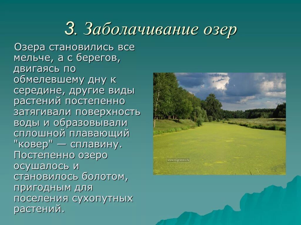 Видовой состав болота. Болота презентация. Презентация на тему болото. Болота доклад. Интересные факты про болота.