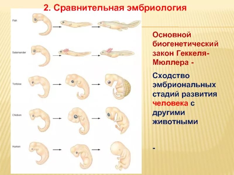 Эмбриональное развитие человека в основном. Сходство стадий эмбрионального развития. Эмбриональное развитие человека. Сравнительная эмбриология. Биогенетический закон Геккеля.