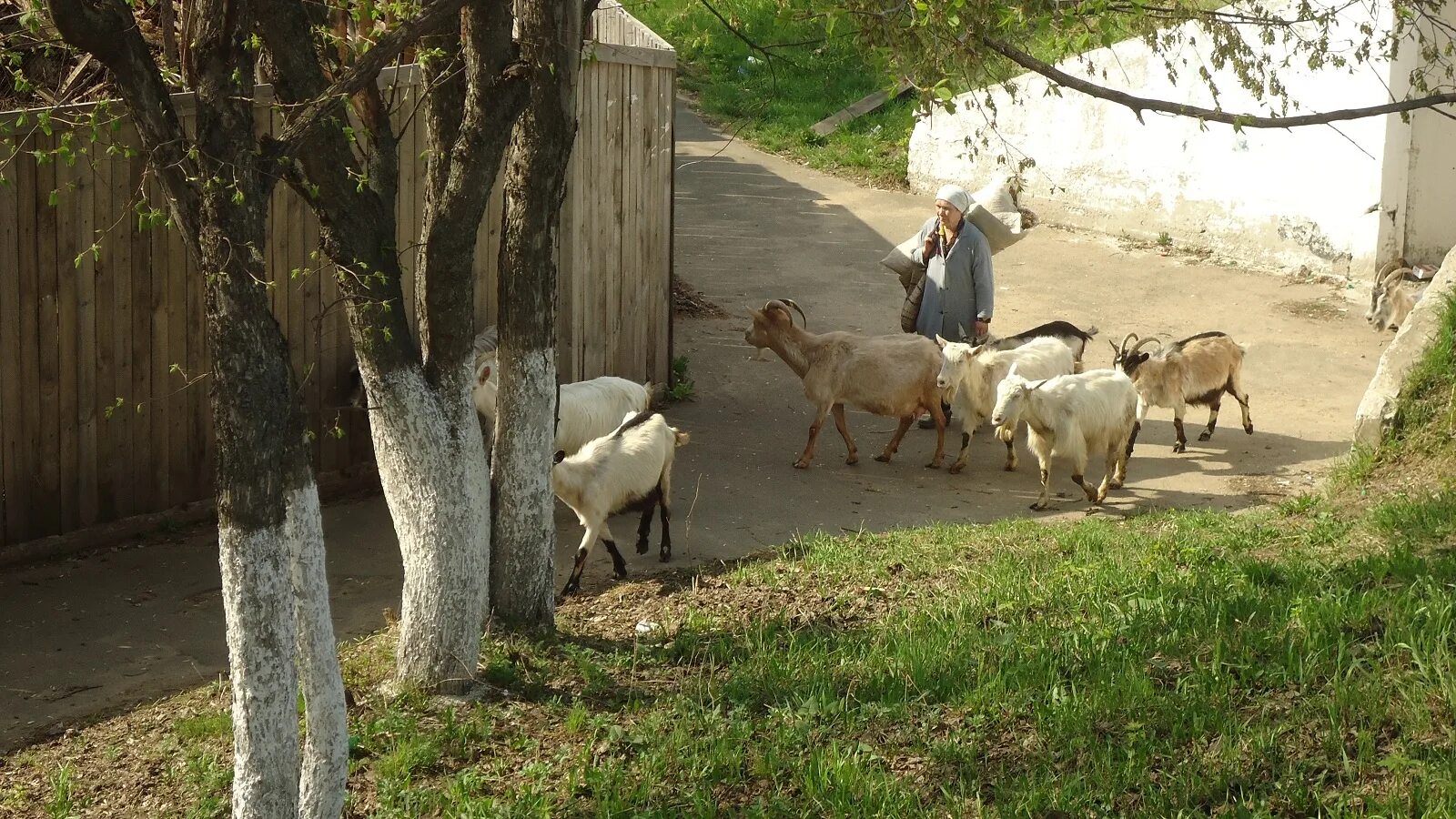 Турецкий город коз и кошек. Коза в городе. Козы (2012). Козий город. Козлик в городе.