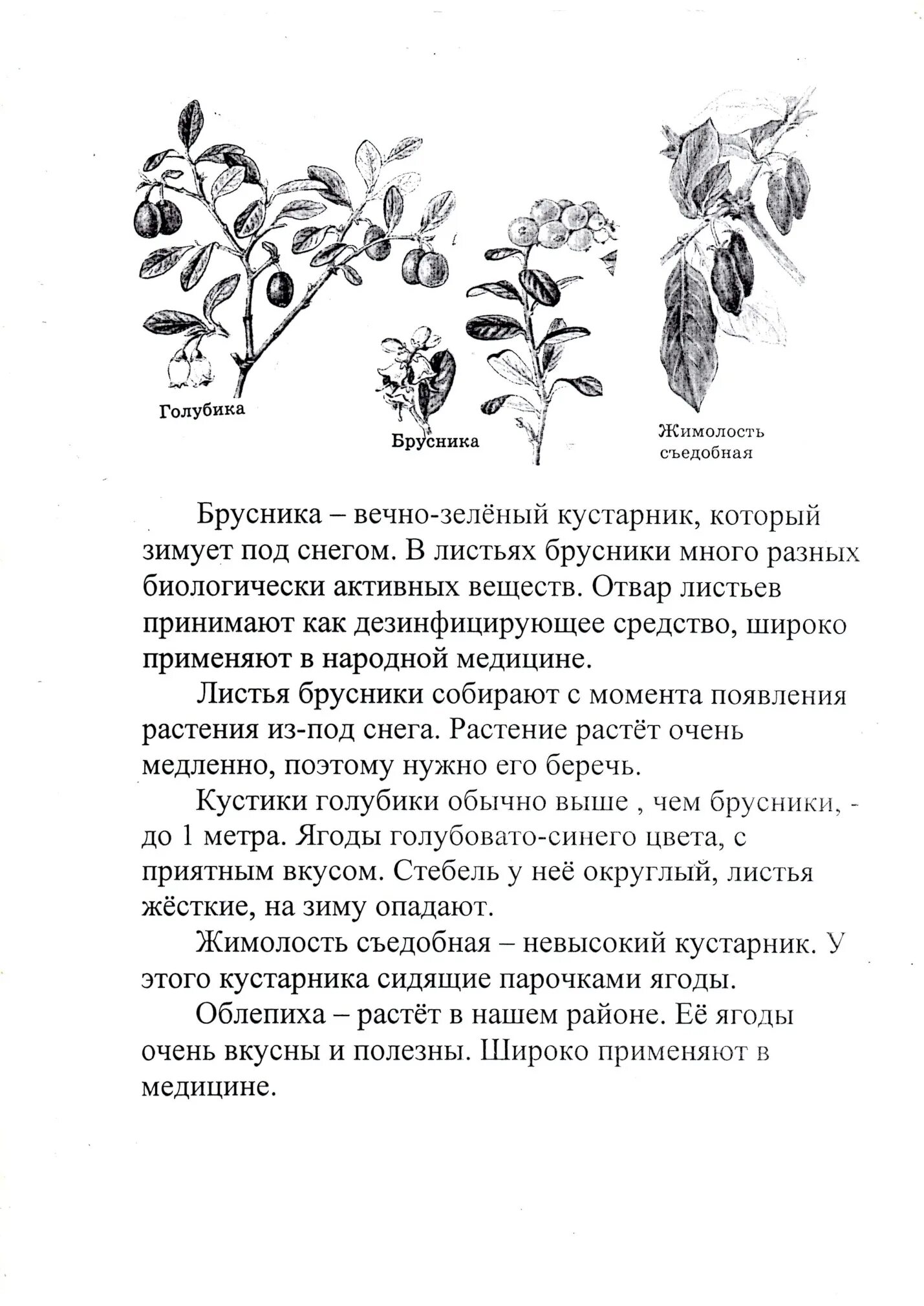 На зиму не опадают листья. Название ягодного кустарника у которого на зиму не опадают листья. жимолость на зиму листья опадают. какой кустарник сбрасывает листья на зиму. кустарник который не сбрасывает листья на зиму.
