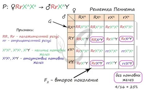 Резус генетика