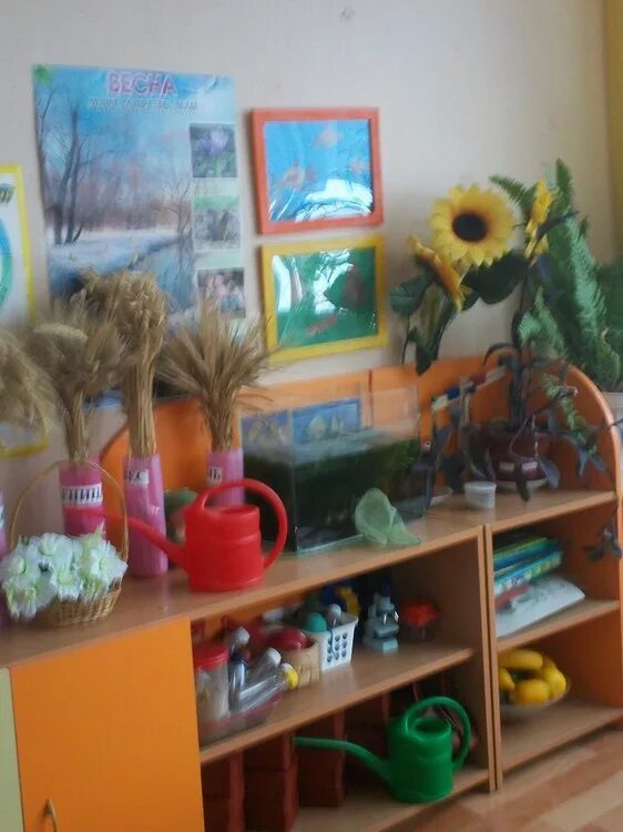 комнатные цветы в детских садах. дежурство в уголке природы в детском саду. работа в уголке природы в подготовительной группе. работа в уголке природы в подготовительной группе. труд в уголке природы.