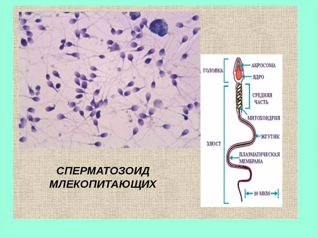 Спермии млекопитающих
