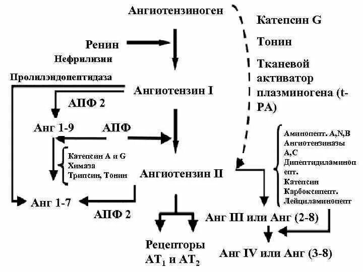 Ангиотензин альдостероновая система физиология. 1. Ренин- ангиотензин альдостероновая система. Патогенез ренин ангиотензин альдостероновой системы. Схема ренин-ангиотензиновой системы.