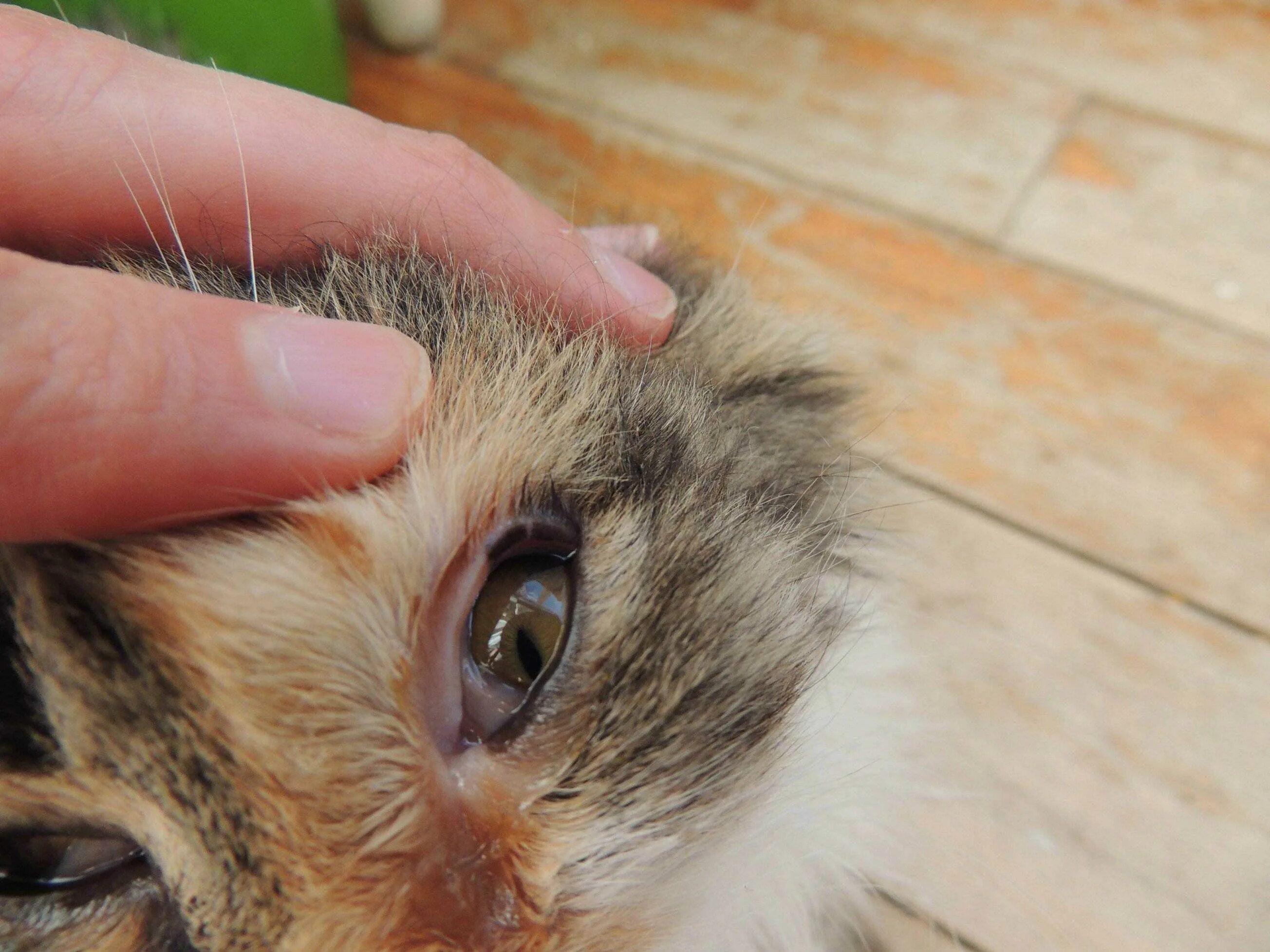 У кошки гноятся глаза какие капли. Воспаленные глаза у котенка.