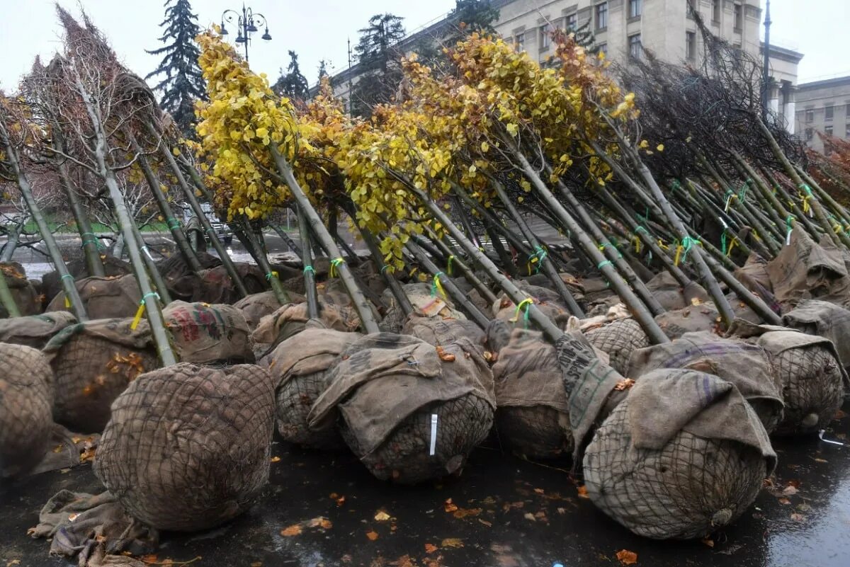 Высадка деревьев в Казахстане. Саженцы не прижились. Саженцы деревьев Алматы. Миллион деревьев. Посадили 56 деревьев