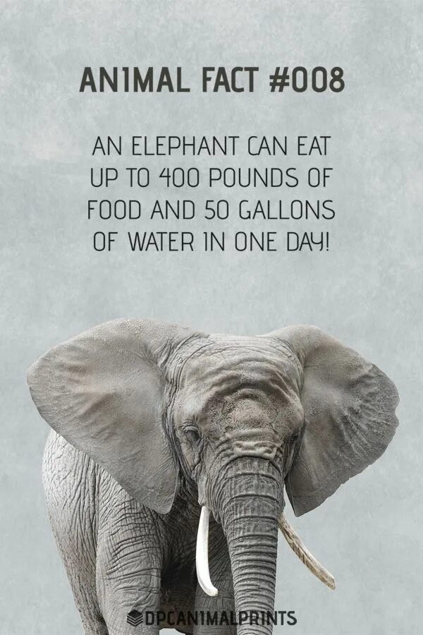 Facts about Elephants. Animals facts. Interesting facts about animals. Fun facts about animals.