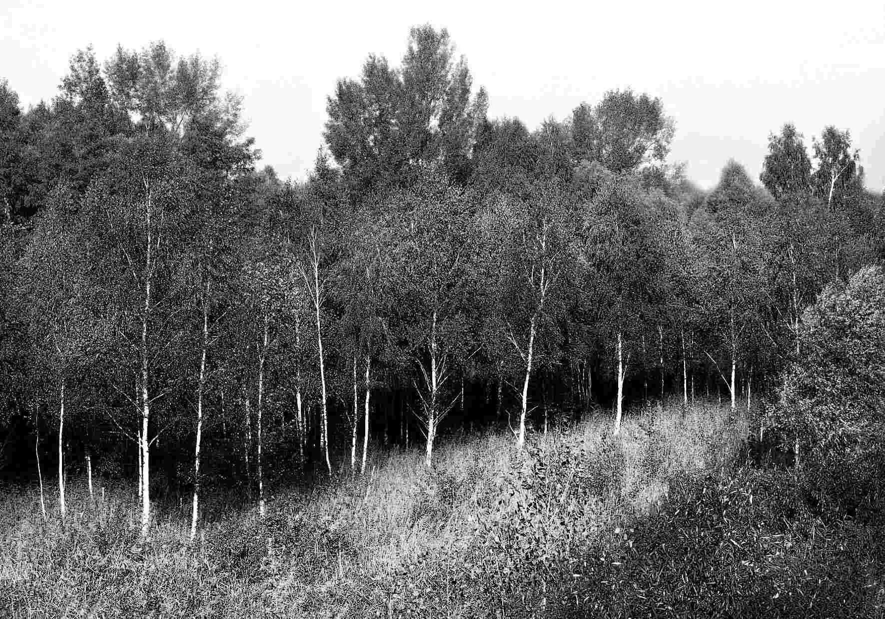 Дорога в даль ч б в ч б. Тестовая страница печати для лазерного принтера черно белого. Необычные черно белые. Фото для фотошопа. Палочкоядерные нейтрофилы в анализе.