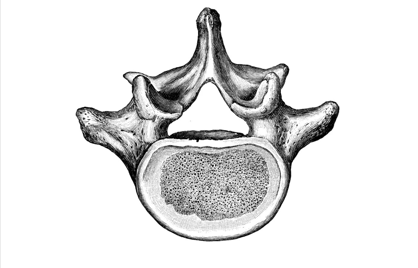 Строение позвонка рисунок. Дуга позвонка Arcus vertebrae. Позвонок смешанная кость. Шейный позвонок вид сверху. Кости грудного позвонка.