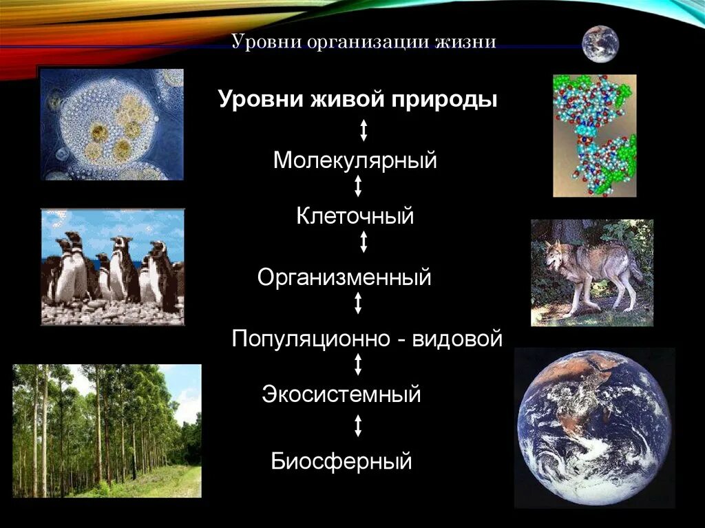 Биосферный экосистемный популяционно видовой. Уровни организации живого (молекулярный, клеточный, тканевой). Уровни организации живой материи организменный уровень. Биосферный экосистемный популяционно видовой. Уровни организации живого (молекулярный, клеточный, тканевой).