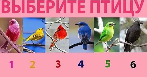 Птичка тест