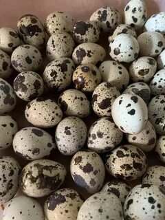 Әйелімнің трусисыз жеке суреті.