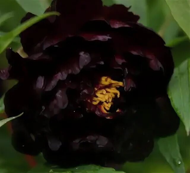 Тюльпан пион Black Beauty: подборка красивых фотографий Естественные пейзажи Фот