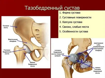 Тазобедренный сустав тип соединения