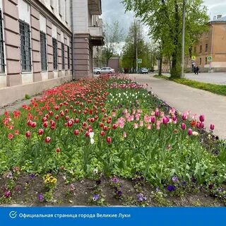 Цветы великие луки