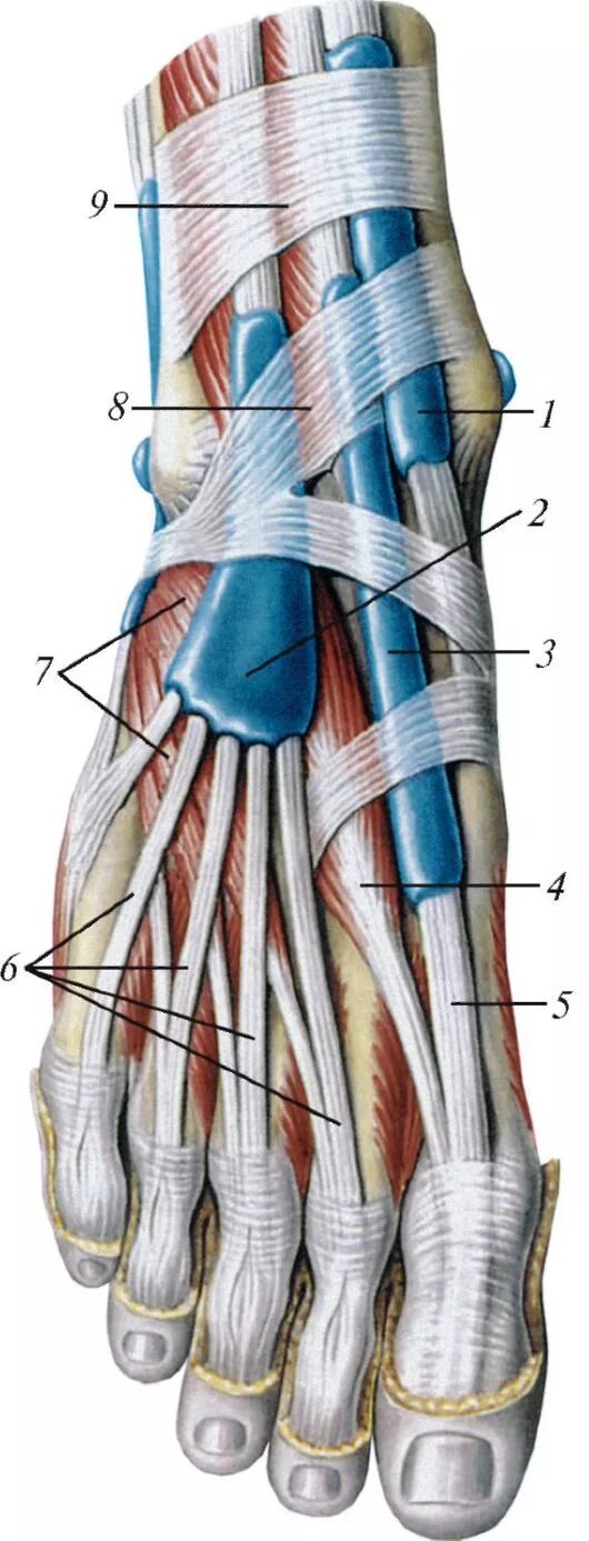 Связочный аппарат стопы. Синовиальные влагалища разгибателей пальцев. Сухожилия разгибателей пальцев стопы анатомия. Анатомия синовиальных влагалищ стопы. Теносиновит разгибателей стопы.