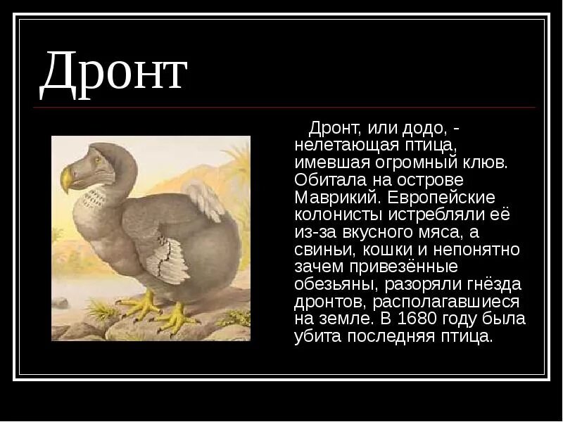 Почему вымерли додо. Маврикийский дронт или додо. дронт краткое описание. дронт птица описание.
