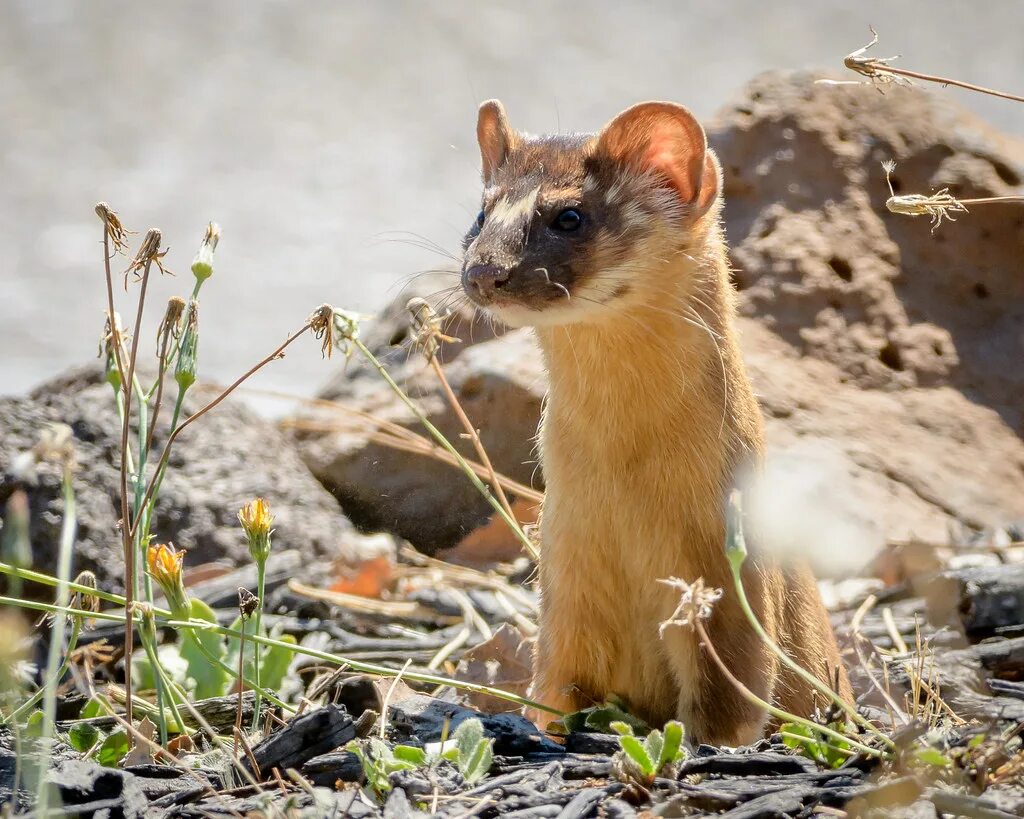 Ласка (Mustela nivalis). Ласка длиннохвостая Mustela frenata. Ласка (Mustela nivalis) 2023. Long-tailed Weasel.