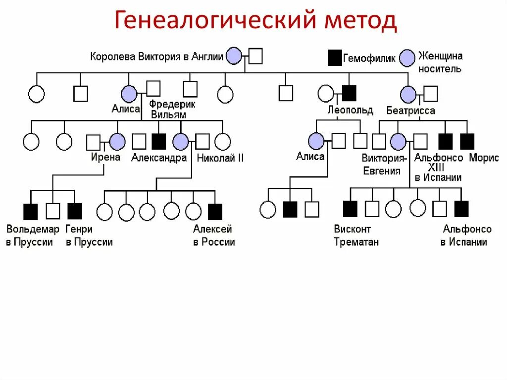 Генеалогический метод изучения генетики. Методы изучения генетики генеалогический метод. Схема родословной генетика примеры. Генеалогический метод схема родословной. Древо семьи биология генетика