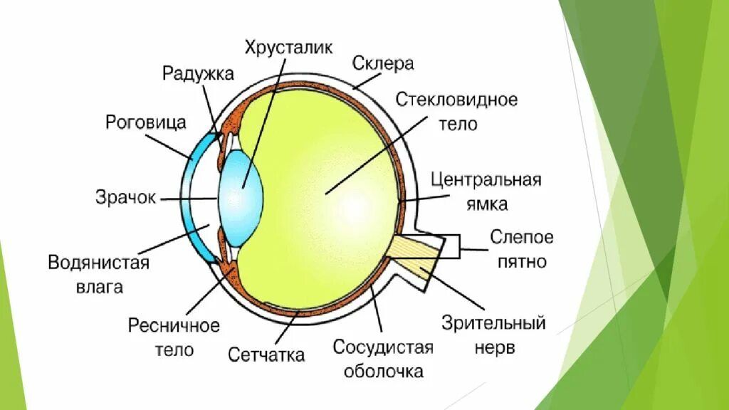 Желтое пятно. Диск зрительного нерва и слепое пятно. Центральная ямка и желтое пятно.