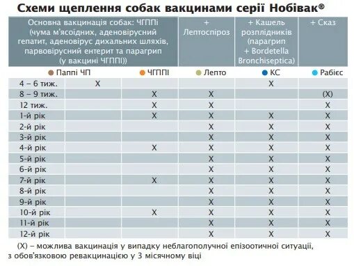 Через сколько щенкам делают прививки. Таблица прививок щенка. график прививок для щенков. план вакцинации щенков. график прививок щенкам до года.