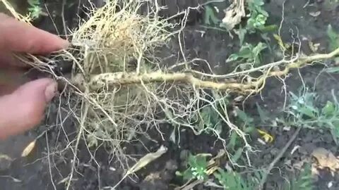 Лечащий корень