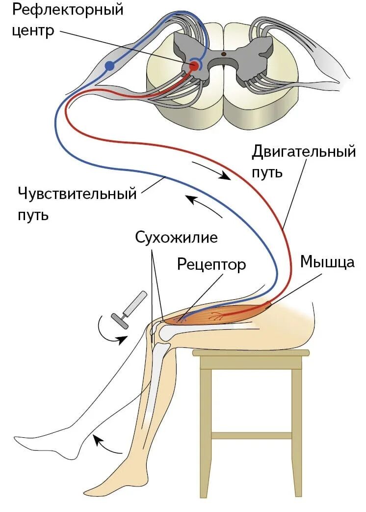 Последовательность элементов коленного рефлекса. Схема рефлекторной дуги коленного рефлекса. Коленный рефлекс двухнейронная рефлекторная дуга. Звенья рефлекторной дуги спинного мозга. Звенья рефлекторной дуги коленного рефлекса.