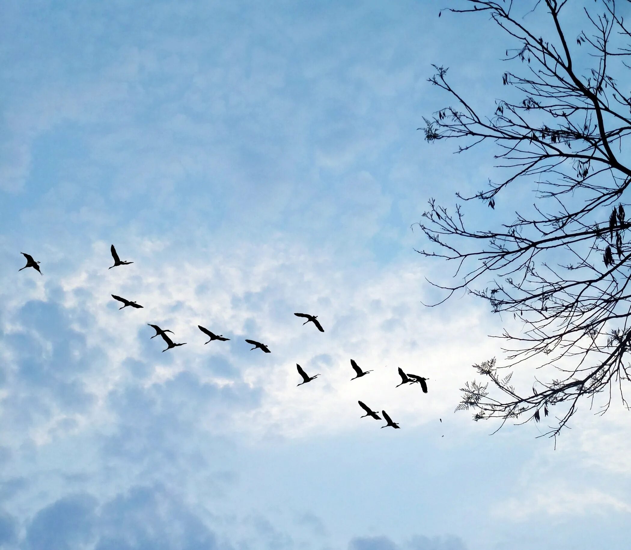 Птицы улетающие первыми. Стая птиц. Стая птиц в небе. Птички в небе. Птицы улетают.