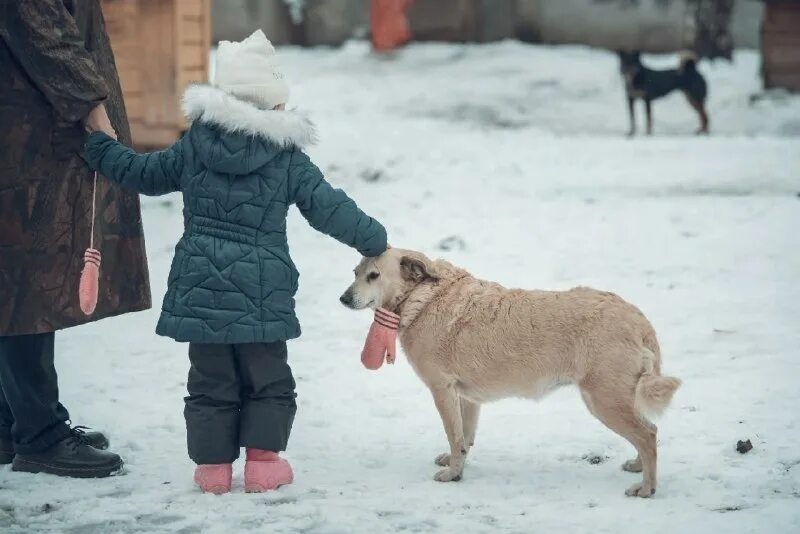 лохматый друг заречный пензенской области. благотворительный марафон лохматый друг. бродячие собаки. акция лохматый друг. лохматый друг заречный пензенской области кошки.