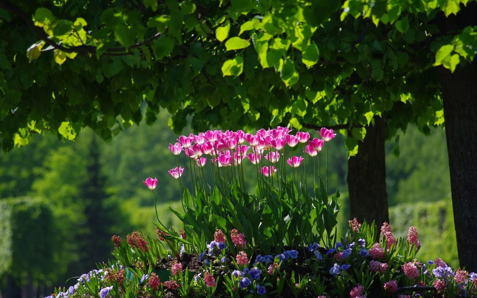 Природа цветы. Весенние цветы. Красивые весенние пейзажи. Цветы в саду май