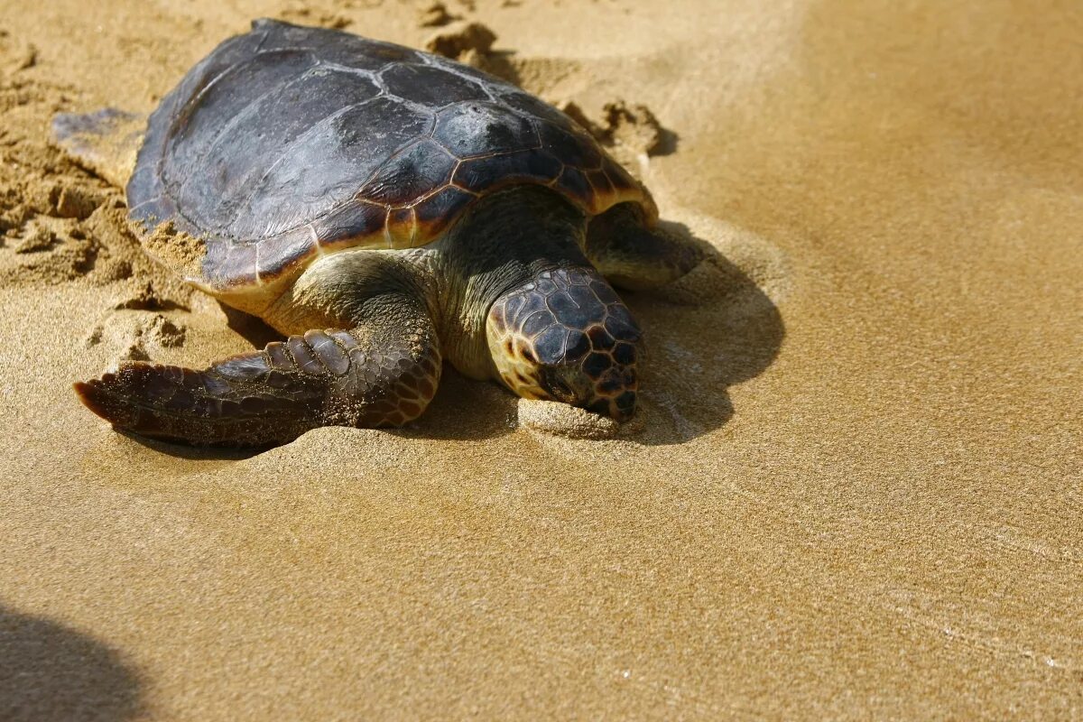 Why are beaches important for the loggerhead
