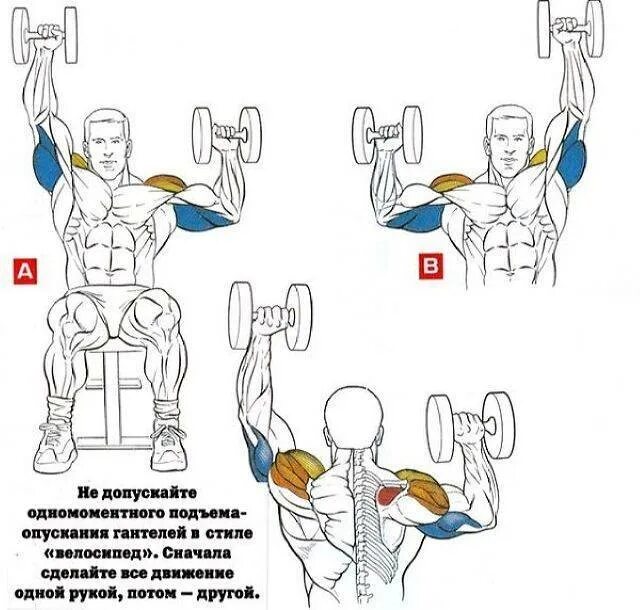 Качать руки отзывы. Поочередный жим гантелей. Схема прокачки бицепса гантелями. Схема качания бицепса гантелями. Схема упражнений на плечи жим гантелей сидя.