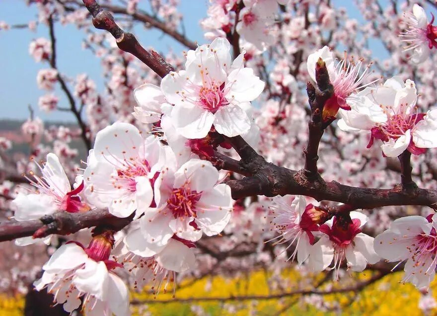 На какой год зацветает. Урюк дерево цветет. Абрикос дерево цветение. Цветущие абрикосы Урюк. Урюк дерево цветение.