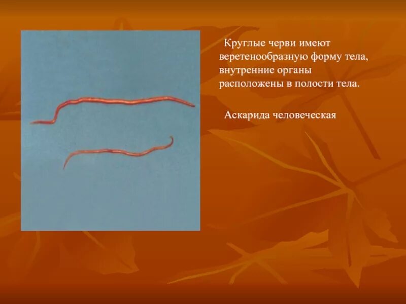 Форма тела круглых червей. Круглые черви форма тела. Круглые черви имеют _____ форму тела..