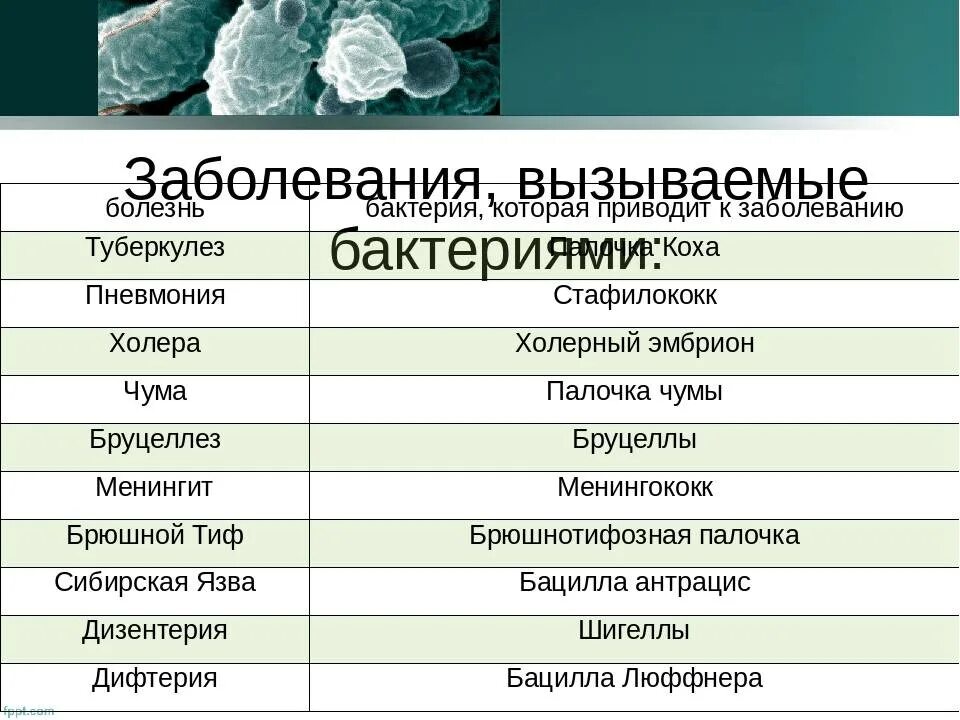 Аду бай биология 10. Болезни вызываемые бактериями таблица. Заболевания вызванные бактериями. Какие болезни вызывают бактерии. Заболевания вызванные Бактрии.