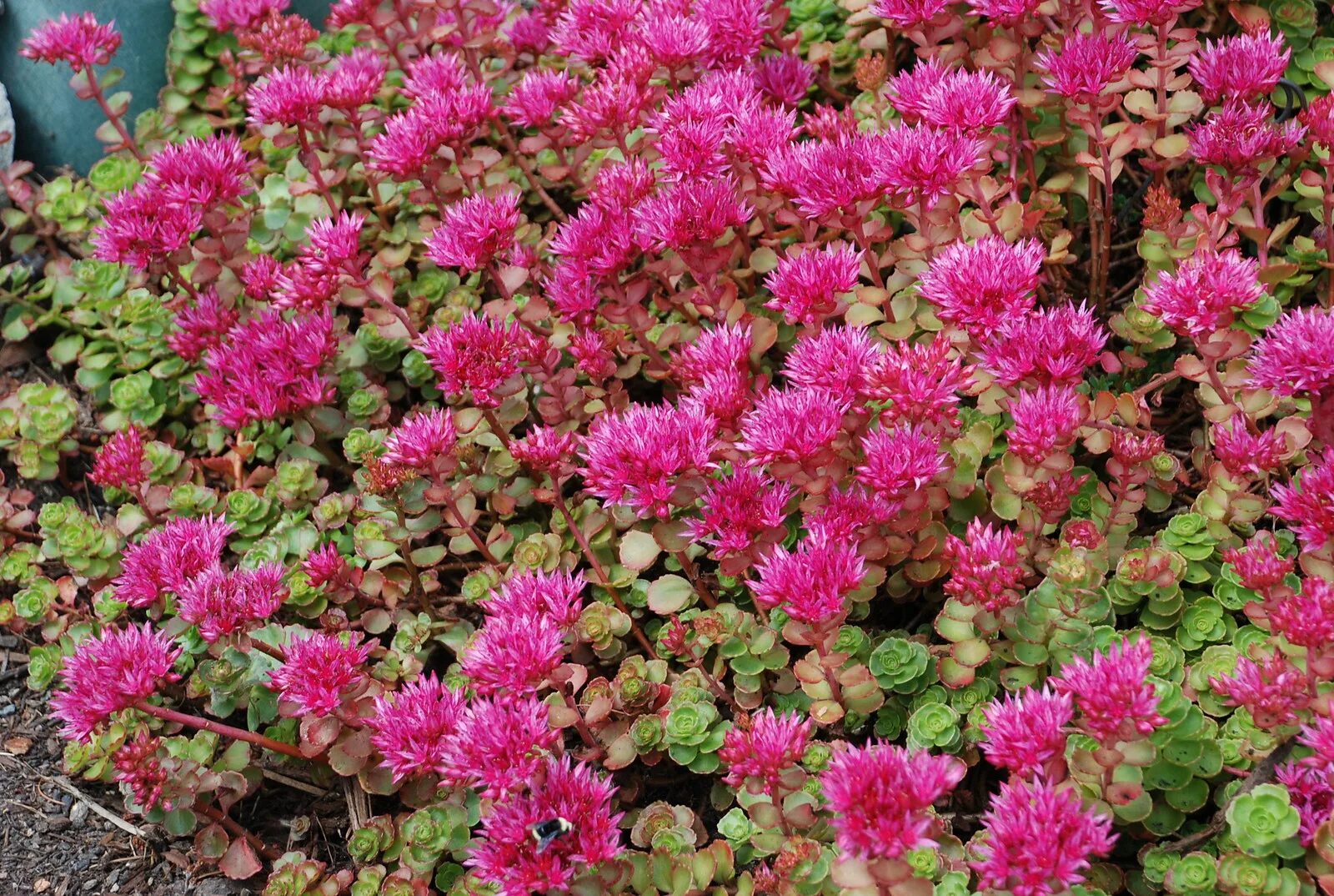 Очиток sedum spurium. Седум ложный розеум. Очиток ложный (sedum spurium `voodoo`). Седум ложный. Очиток ложный (sedum spurium `roseum`).