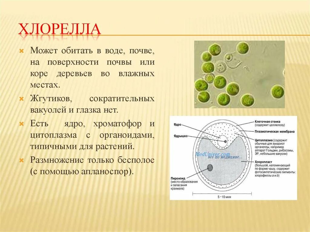 Хлорелла группа организмов. Одноклеточная водоросль хлорелла строение. Зеленые водоросли хлореллы строение. Функции выполняются разными структурами клетки хлореллы. Схема строения клетки хлореллы.