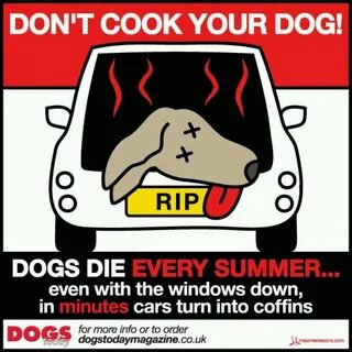 Where is your dog