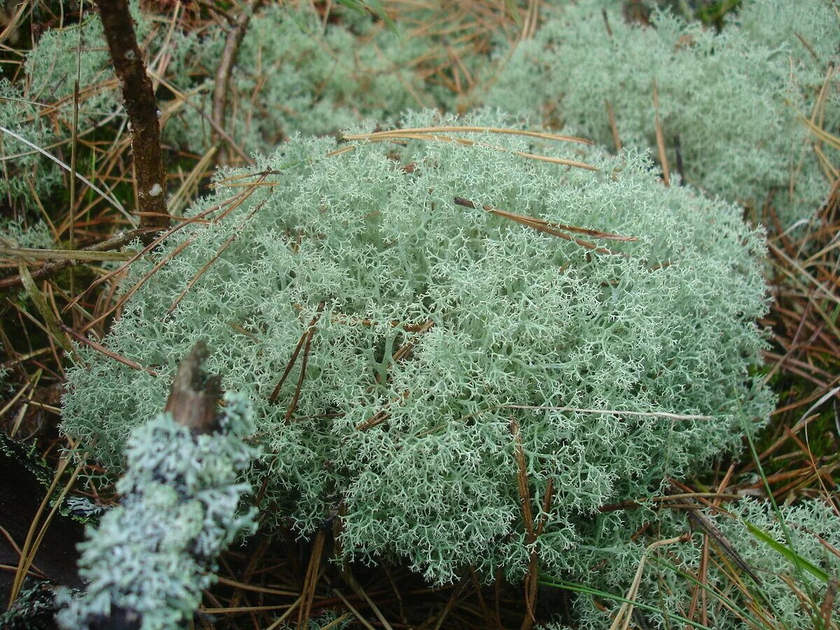 Мхи и лишайники севера. Ягель олений мох тундры. Мхи и лишайники севера. Кладония ягель. Лишайник ягель.