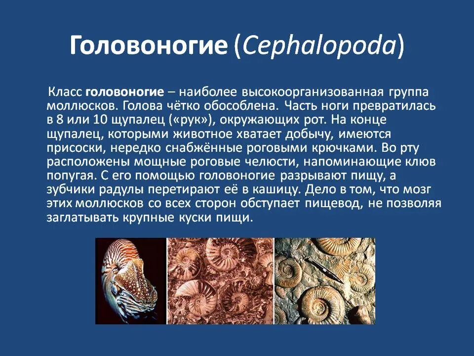 Головоногие кратко. Класс головоногих моллюсков. класс головоногие моллюски презентация. головоногие моллюски доклад. сообщение по биологии на тему головоногие.