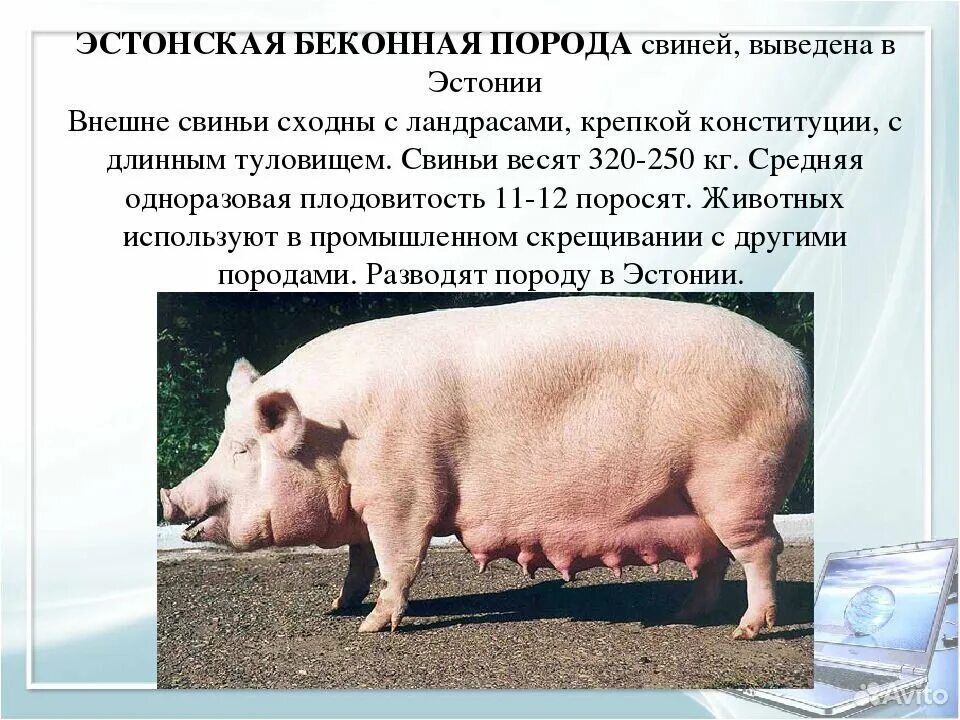 Мясо свиньи породы дюрок. Крупная белая свинья. Грубая плотная конституция свиней. Свинья краткое описание. Продуктивные качества свиней.