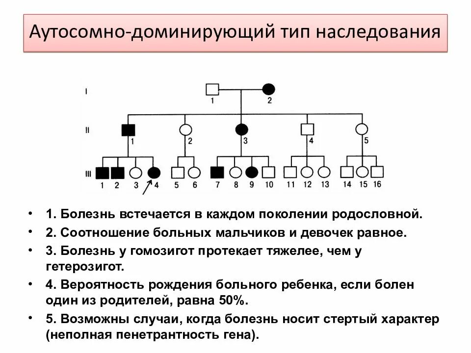 Для аутосомного наследования характерно. Аутосомно-доминантный тип наследования в 1 поколении. родословная с аутосомно-рецессивным типом наследования. аутосомно-доминантный тип наследования генеалогическое древо. аутосомно-доминантный тип наследования группы болезней.