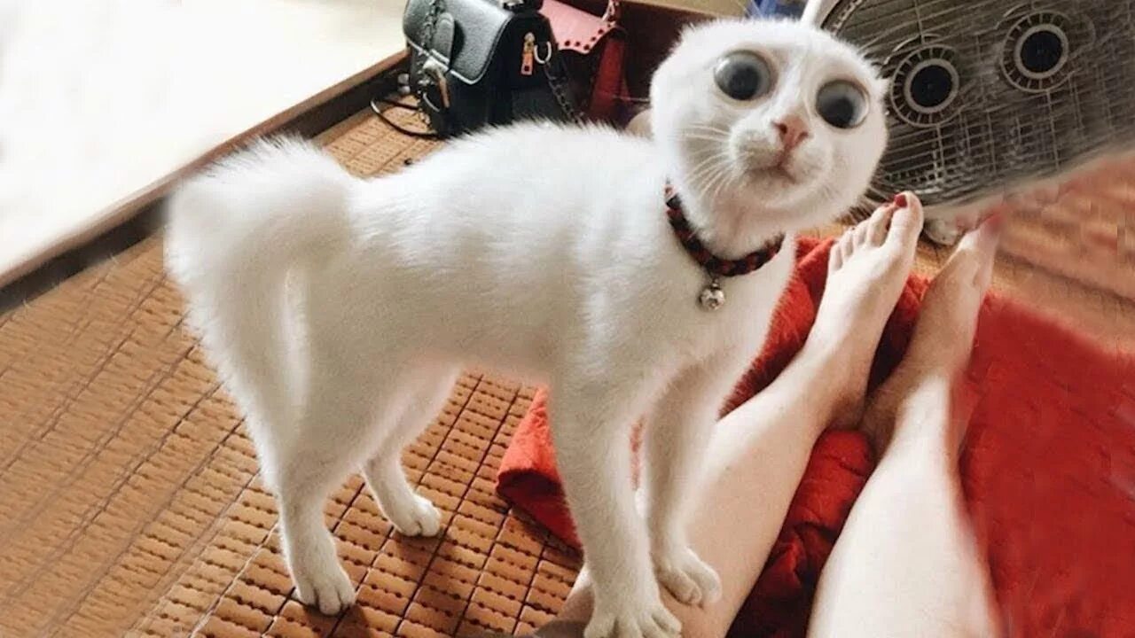 Видео смешных котят до слез