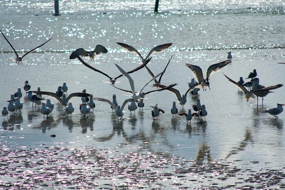 National wildlife. Заповедные зоны в Великобритании птицы. Florida Wildlife.