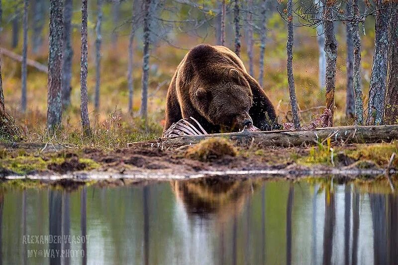 Медведи в болоте. Васюганские болота медведи. Медведь на болоте. Васюганский заповедник животные. Медведь у болота.