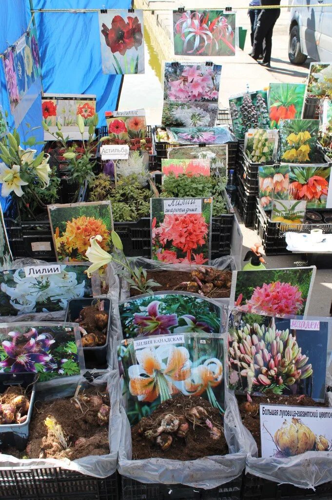 Дачная коллекция интернет магазин каталог 2023г. Магазин дачная коллекция в самаре. Дачная коллекция интернет магазин каталог 2023. Интернет магазин дачная коллекция каталог. Магазин дачная коллекция в самаре.